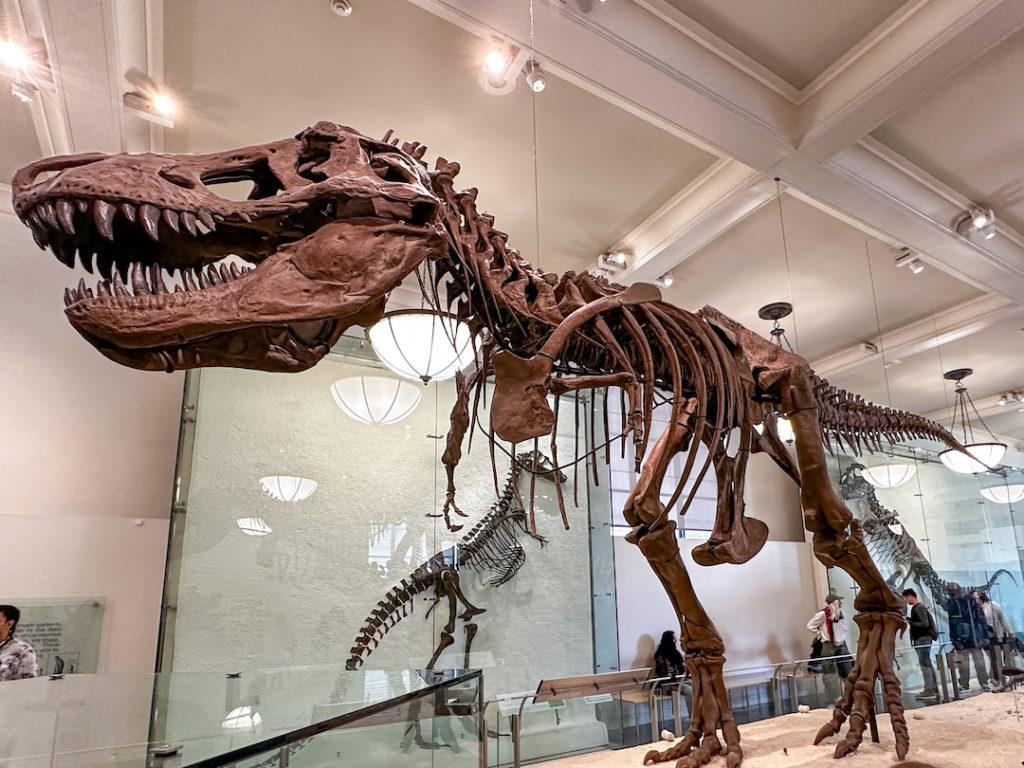 Fossile dinosaure au Musée d'Histoire Naturelle à New York