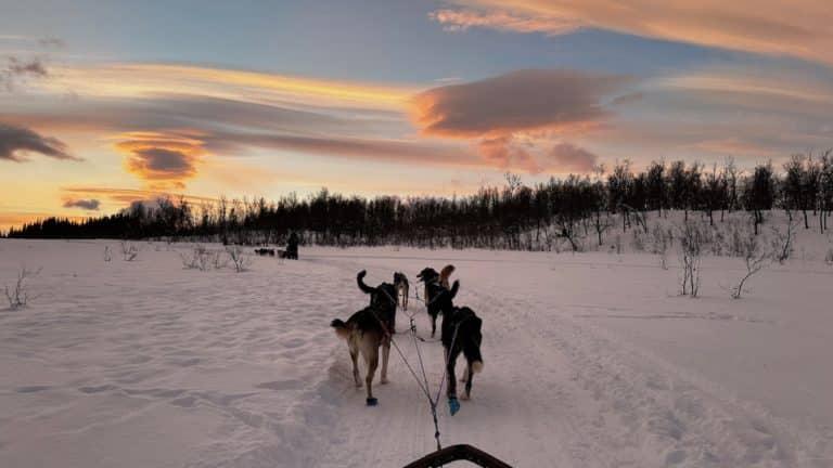 Chiens de traineaux au coucher du soleil en Norvège