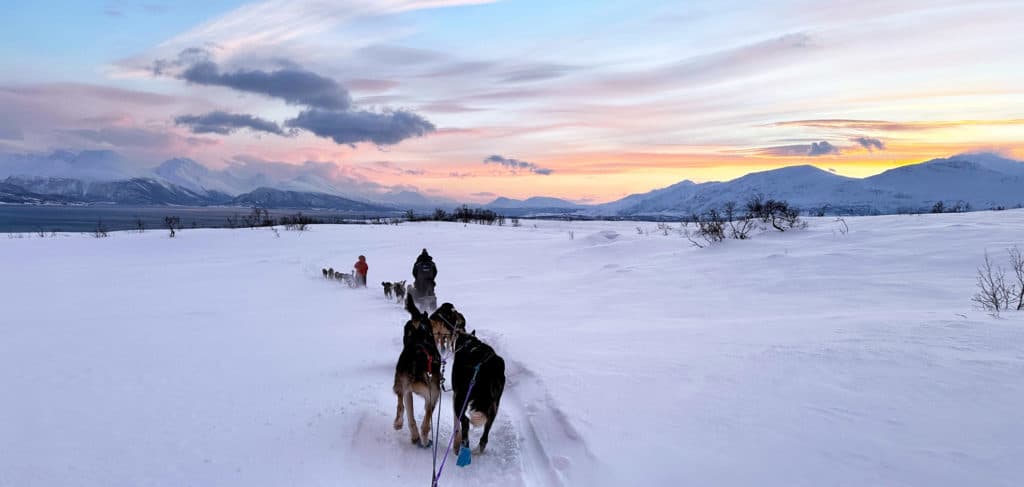 Image de l'article Faire du chien de traîneau à Tromsø